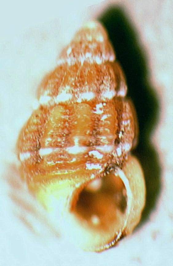 Alvania consocilella